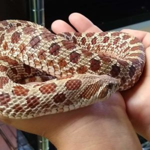 Reptiles