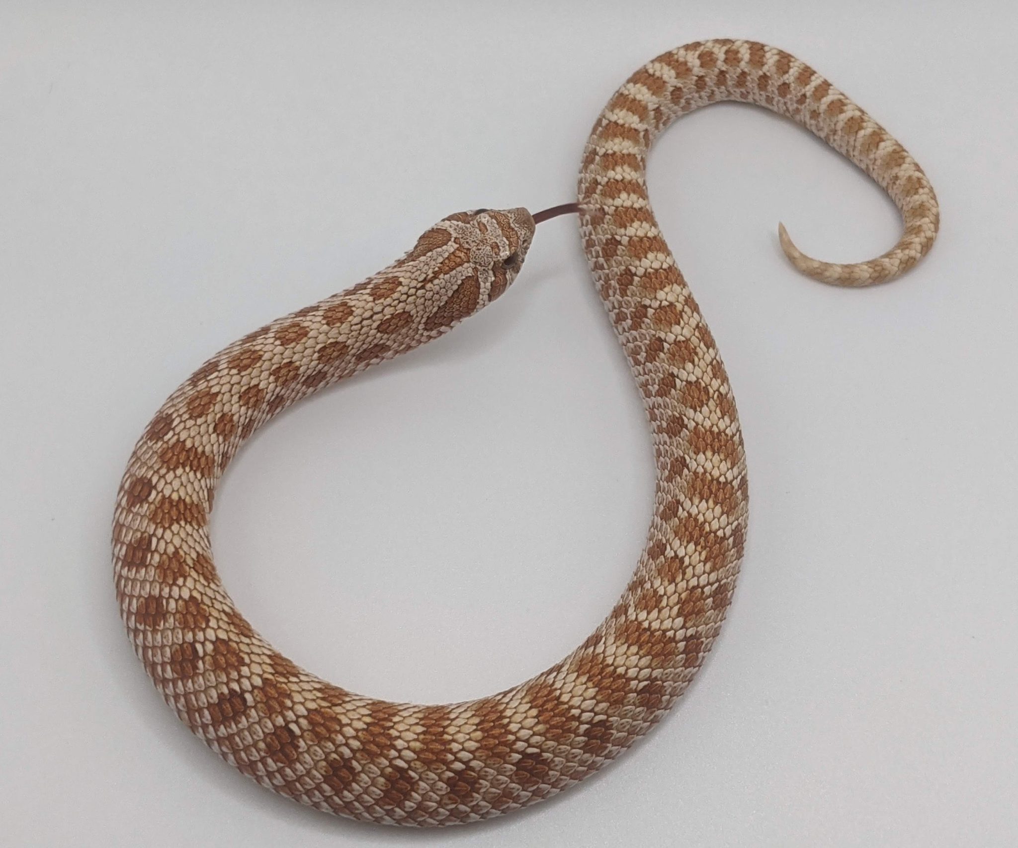 Toffee Belly Western Hognose Urban Dinos