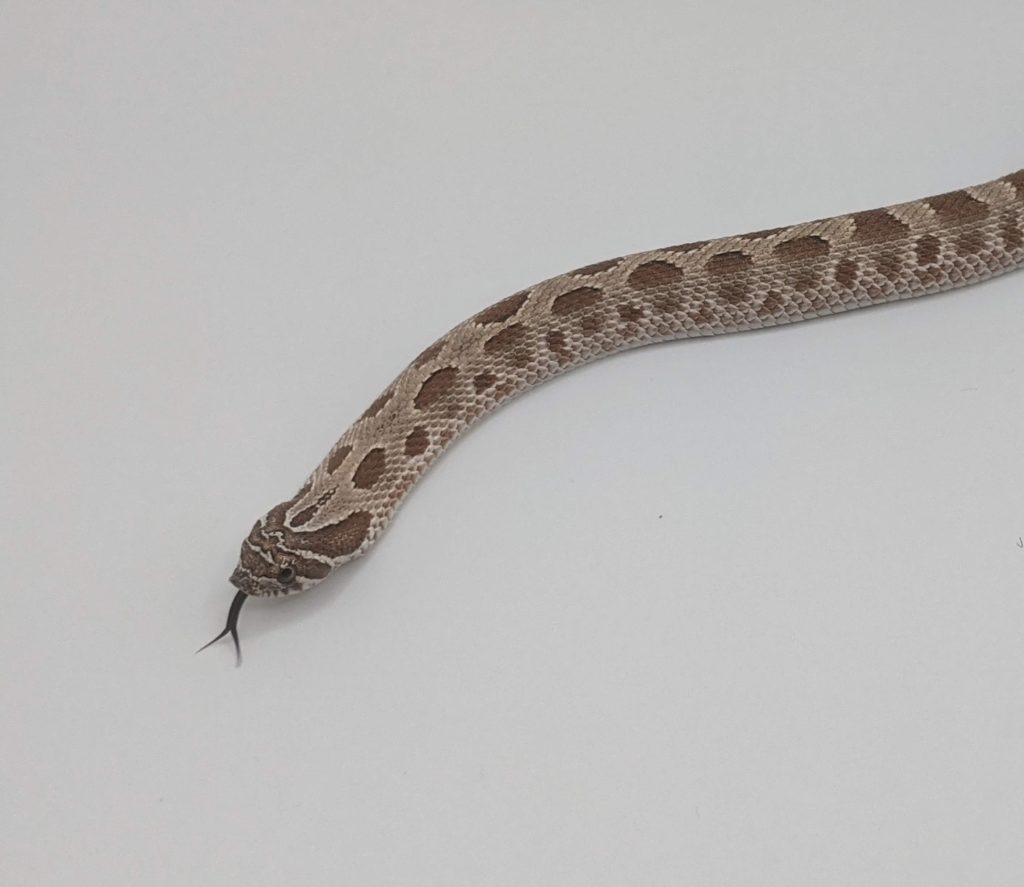 How to Take Care of a Snake Urban Dinos