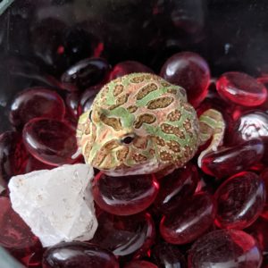 Amphibians